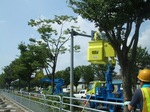 街路樹剪定